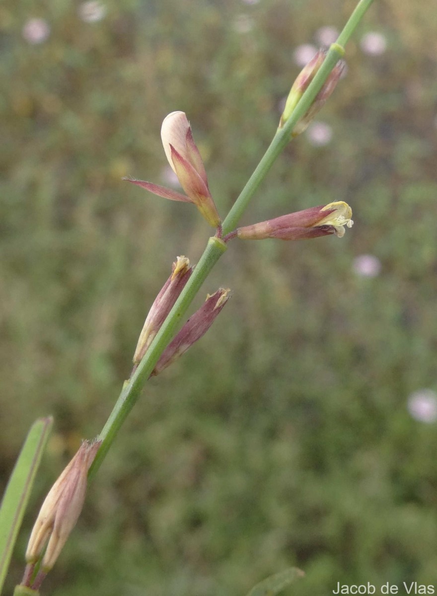 Alysicarpus bupleurifolius (L.) DC.